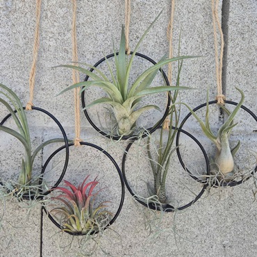 Hanging Airplant Rings