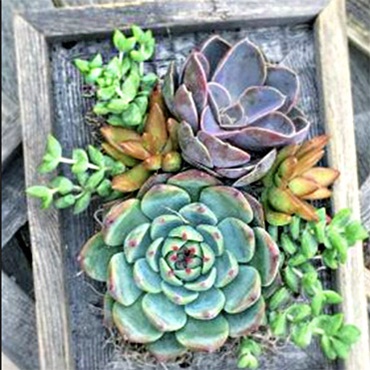 Living Succulent Picture Frame 