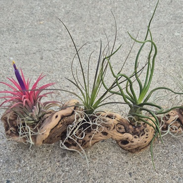 Airplant Driftwood Design