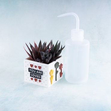 Succulent Care 101